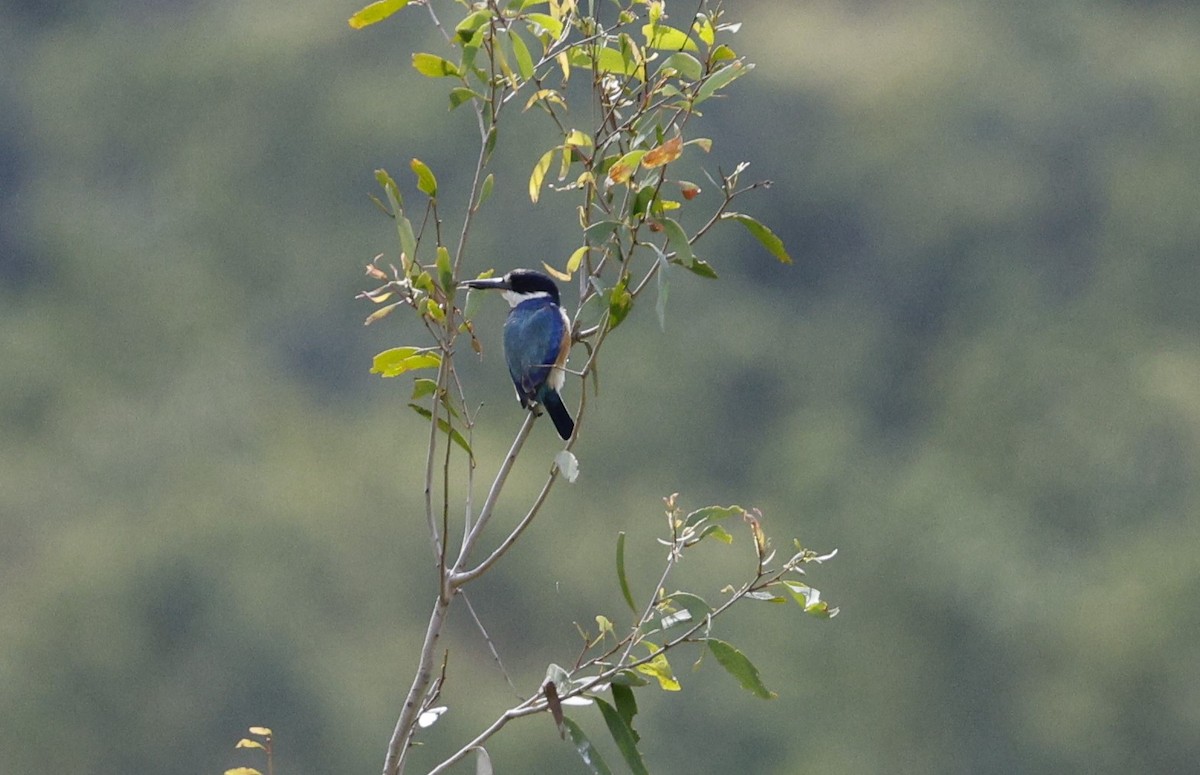 Forest Kingfisher - ML620112326