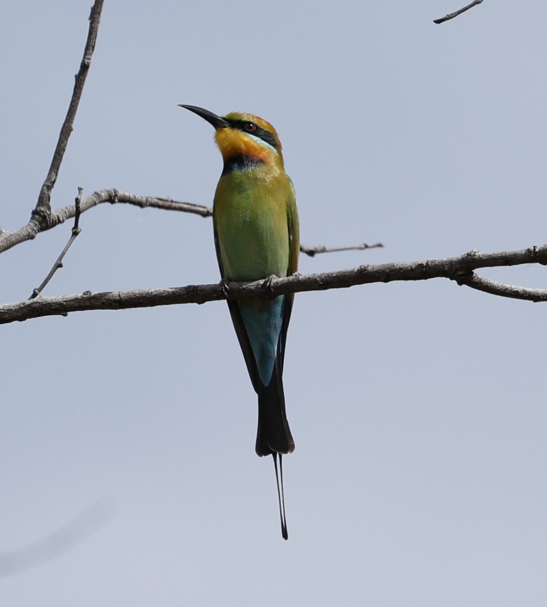 Rainbow Bee-eater - ML620112335