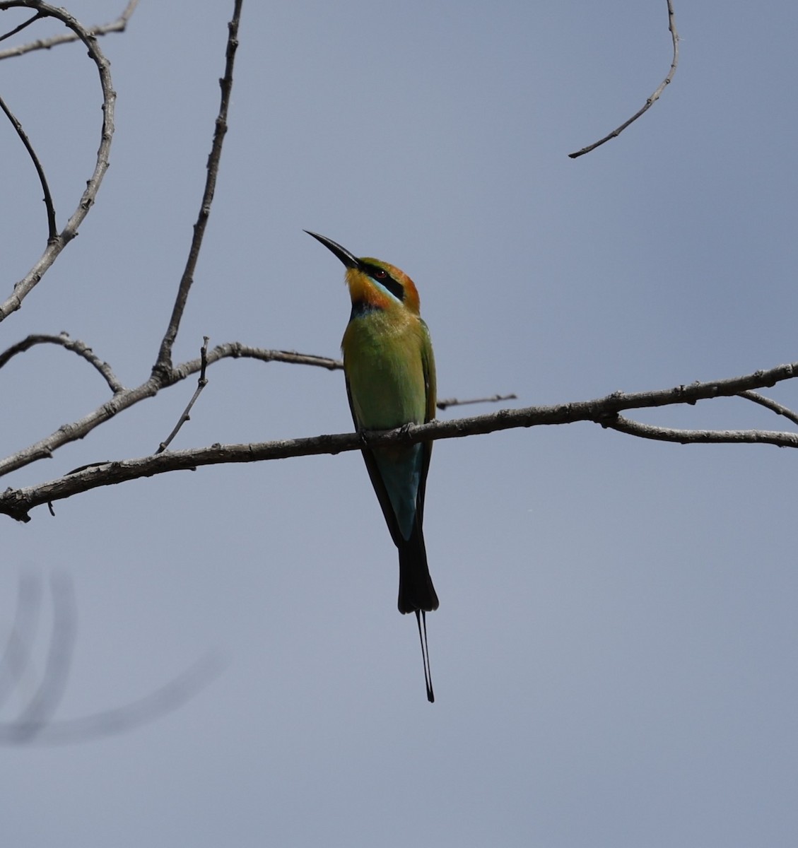 Rainbow Bee-eater - ML620112336