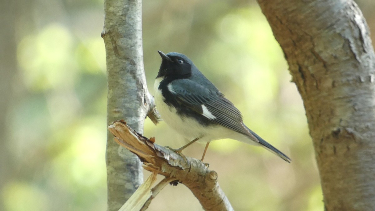 Paruline bleue - ML620112343