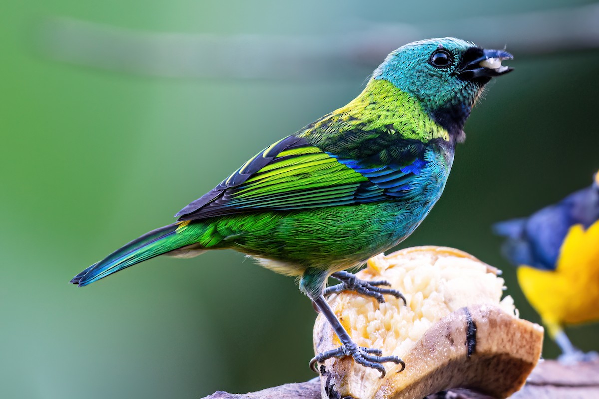 Green-headed Tanager - ML620112355