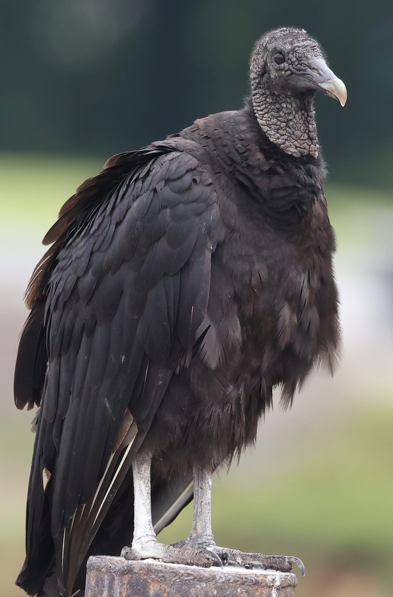 Black Vulture - ML620112361
