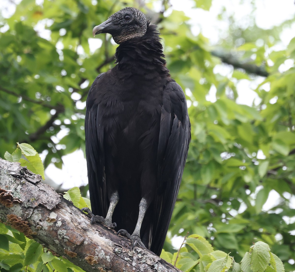 Black Vulture - ML620112362