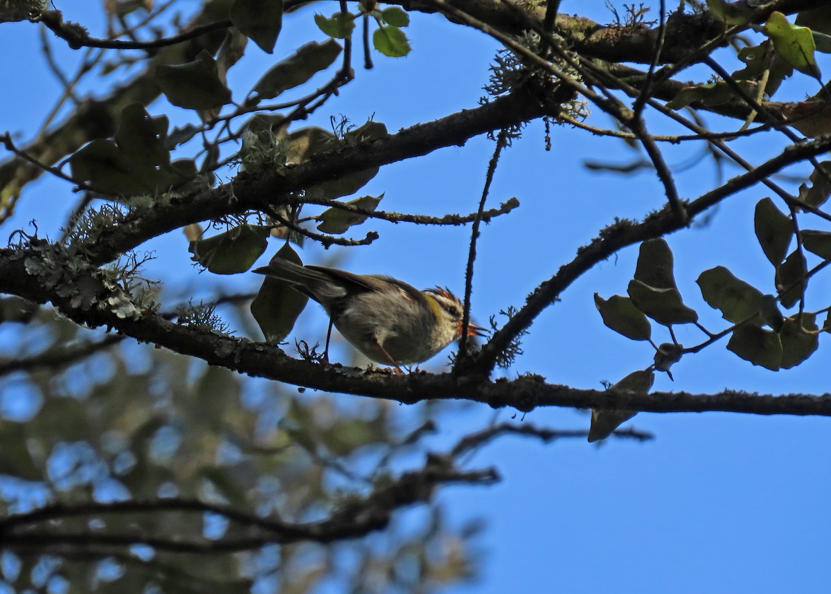 Common Firecrest - ML620112366