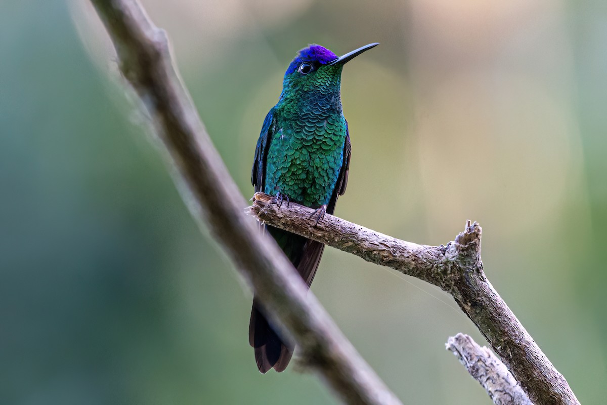 kolibřík fialovotemenný - ML620112370