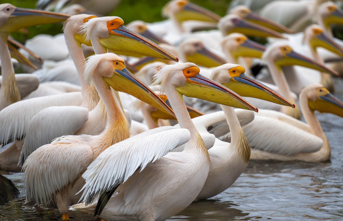 Great White Pelican - William Richards