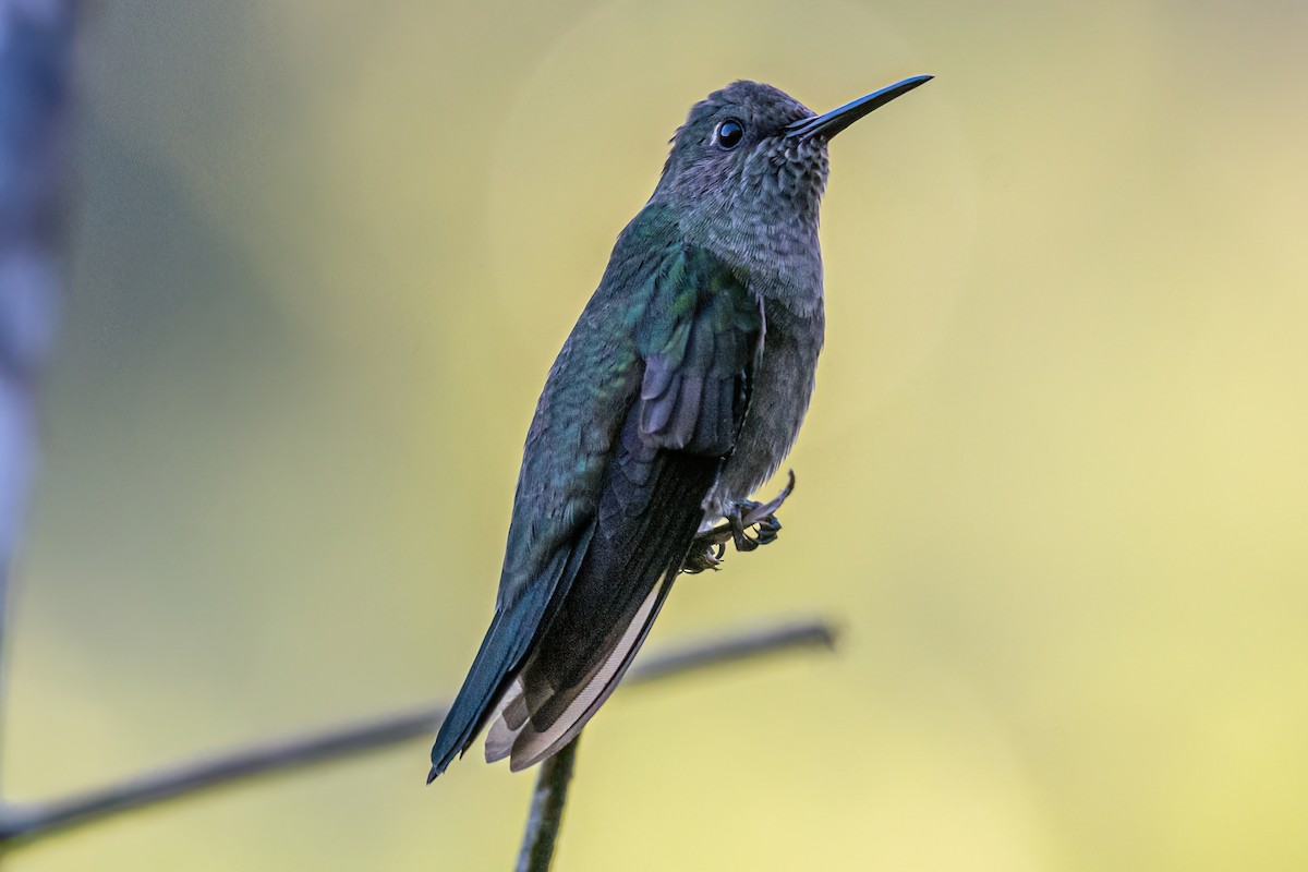 kolibřík temný - ML620112433