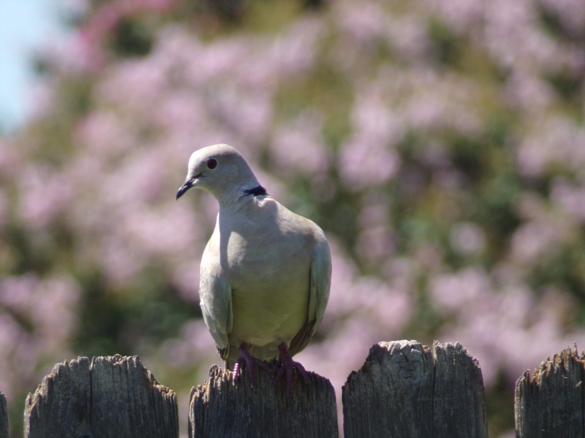 Eurasian Collared-Dove - ML620112440