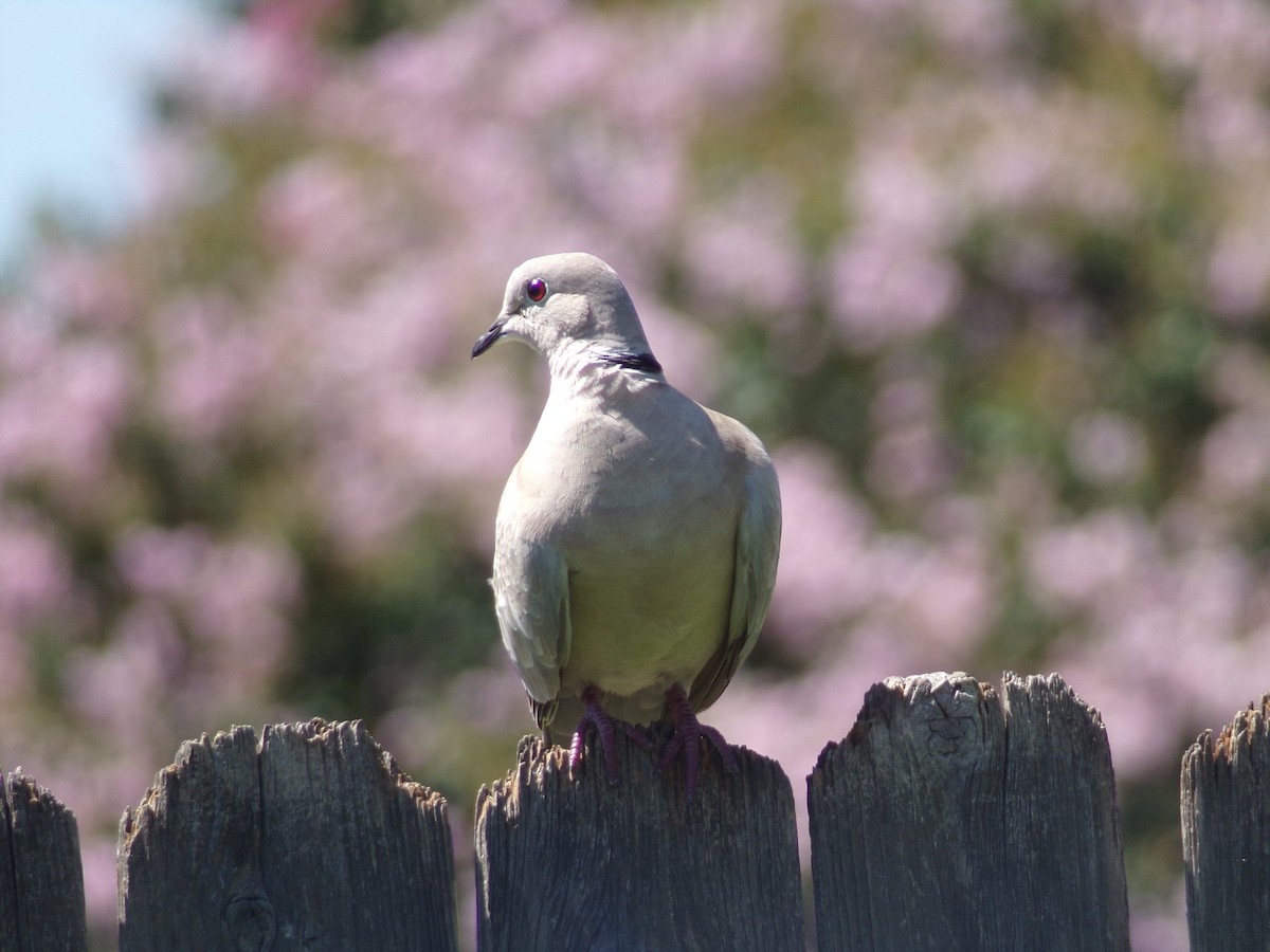 Eurasian Collared-Dove - ML620112441