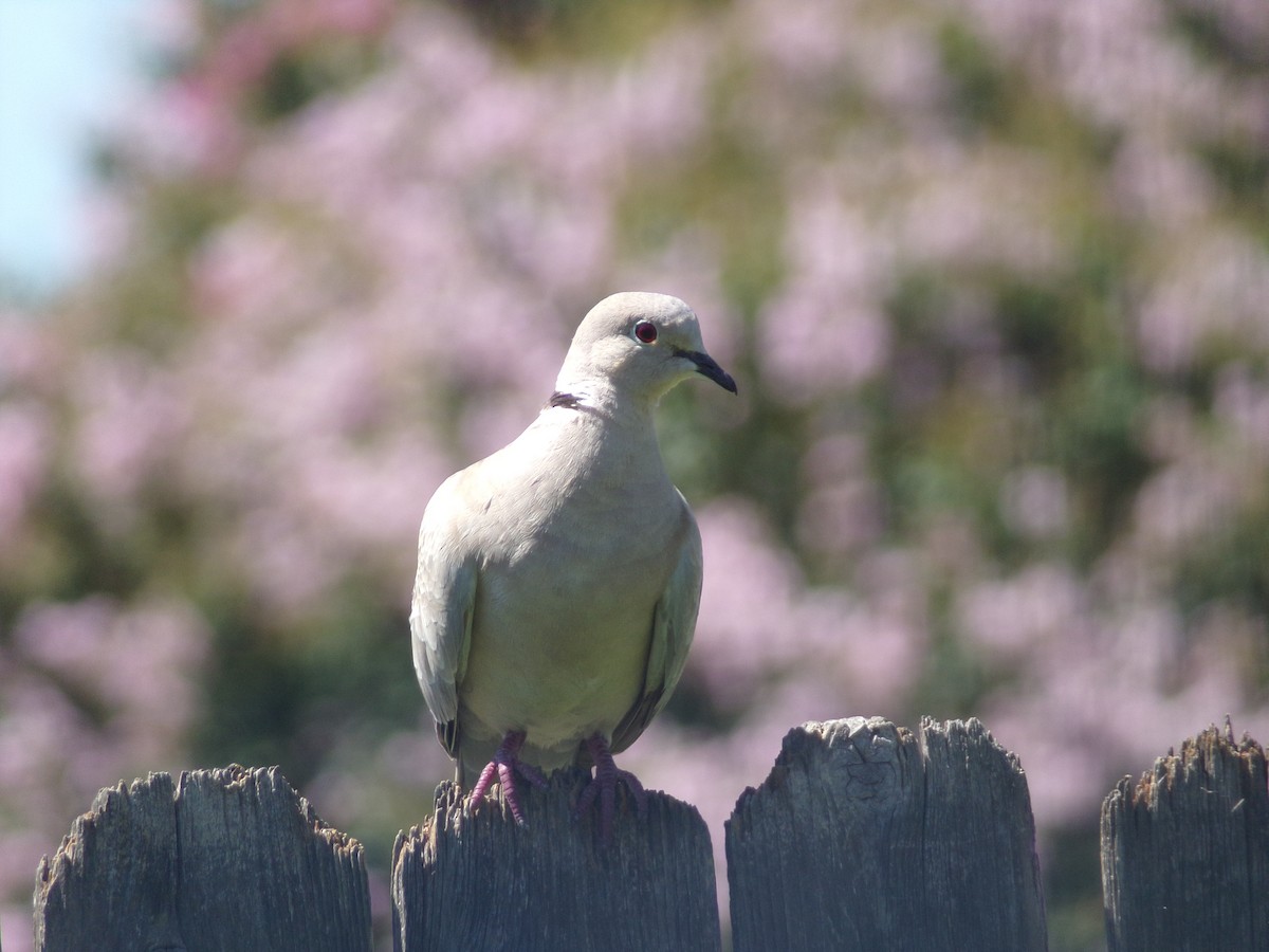 Eurasian Collared-Dove - ML620112442