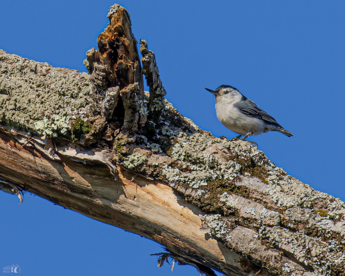White-breasted Nuthatch - ML620112444