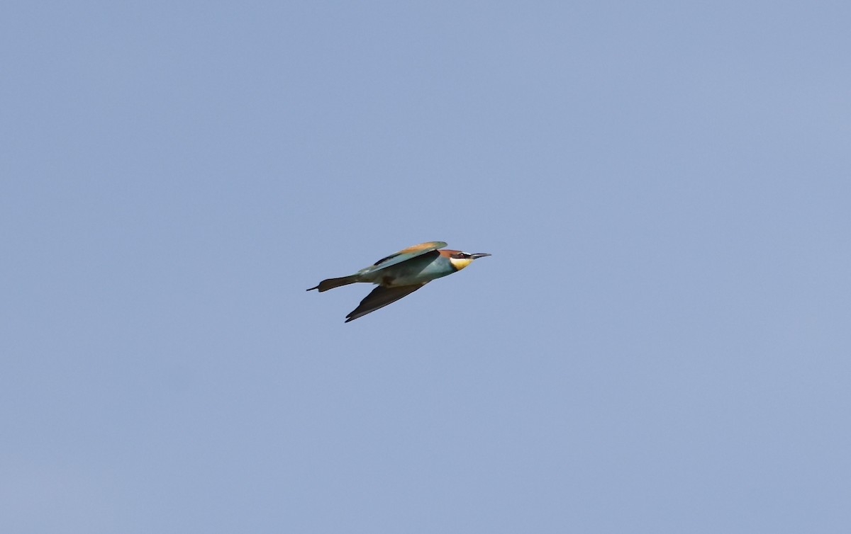 European Bee-eater - ML620112445