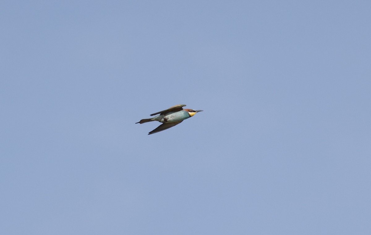European Bee-eater - ML620112446