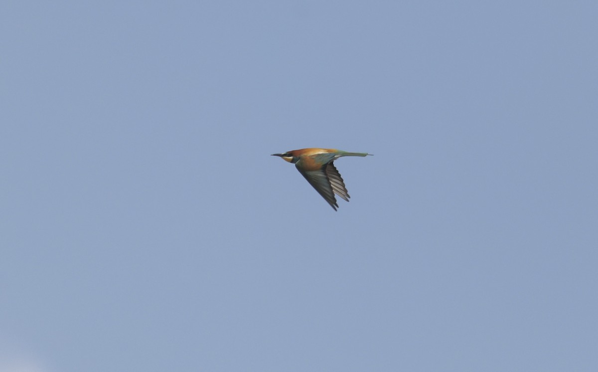 European Bee-eater - ML620112447