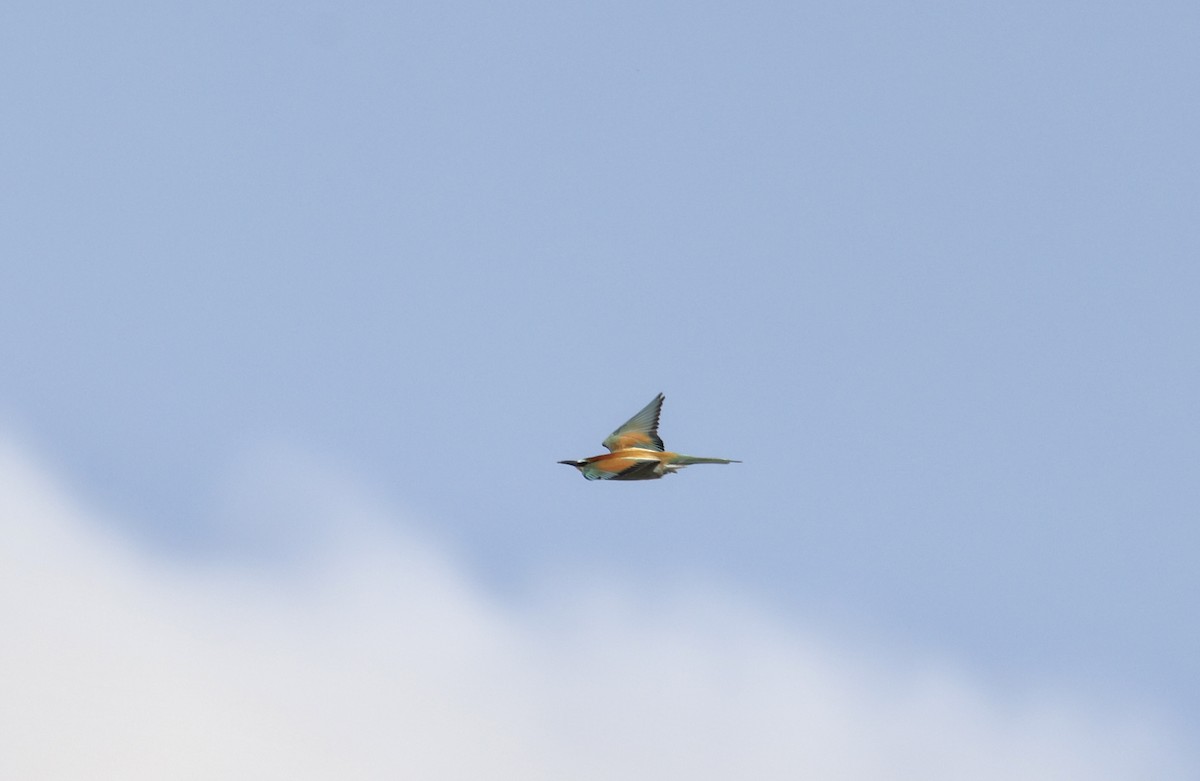 European Bee-eater - ML620112448