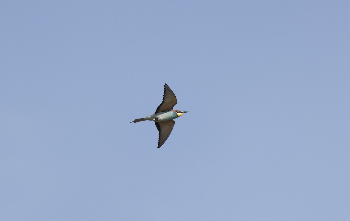European Bee-eater - ML620112449