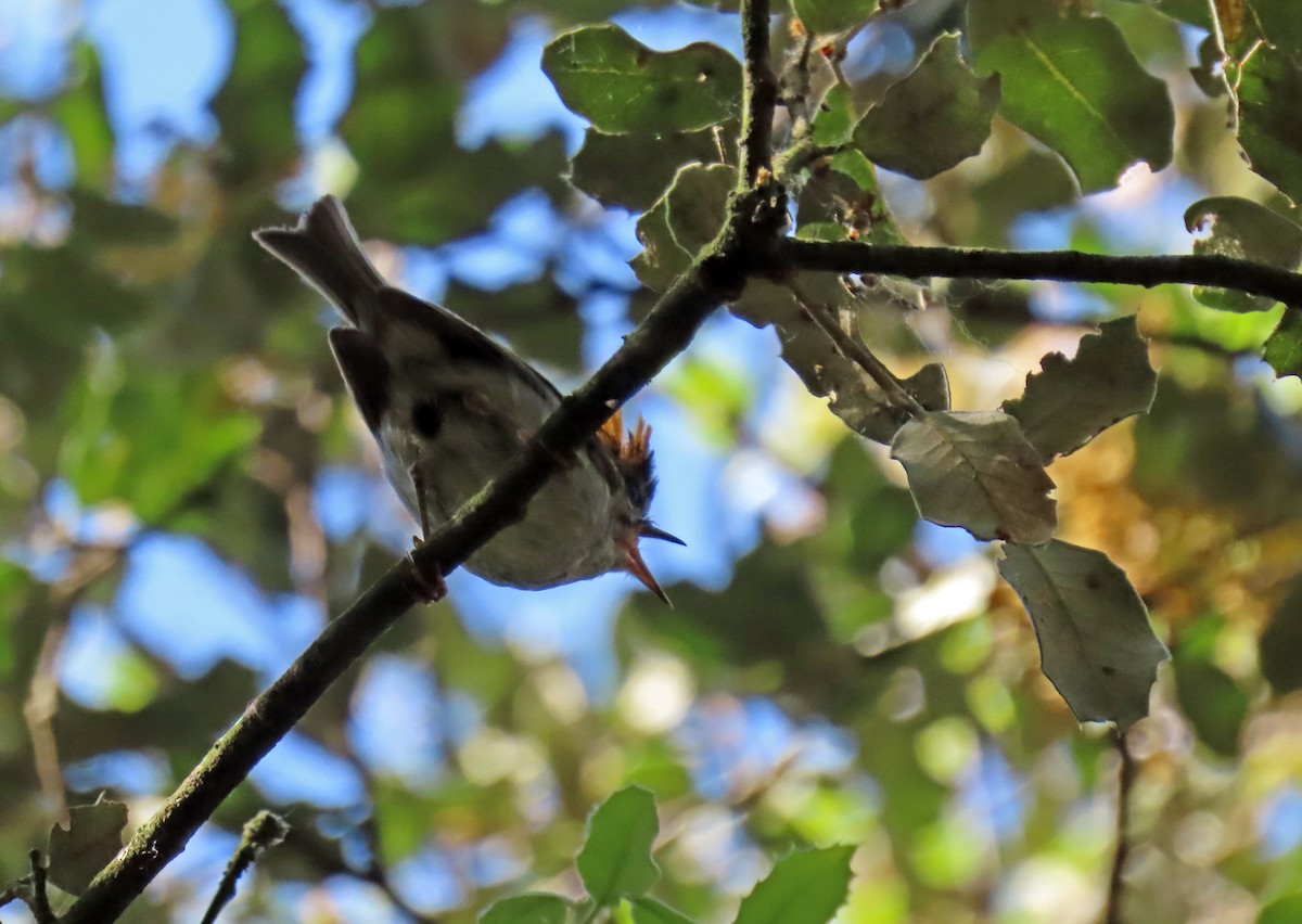 Common Firecrest - ML620112450