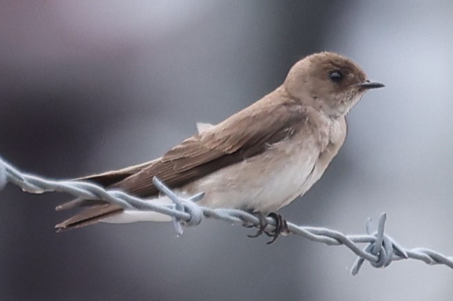 Northern Rough-winged Swallow - ML620112451