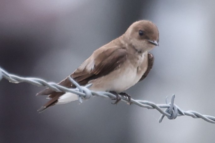 Northern Rough-winged Swallow - ML620112452