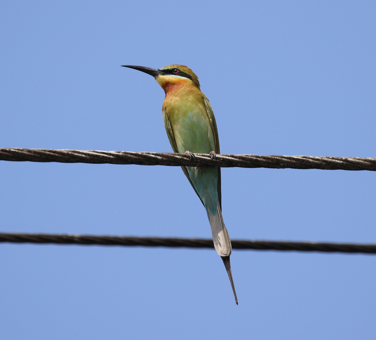 Blue-tailed Bee-eater - ML620112453