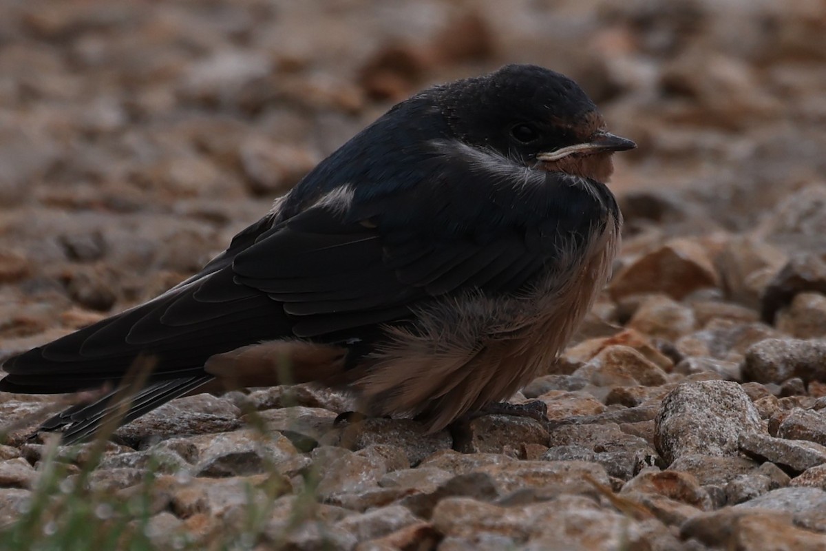 Barn Swallow - ML620112461