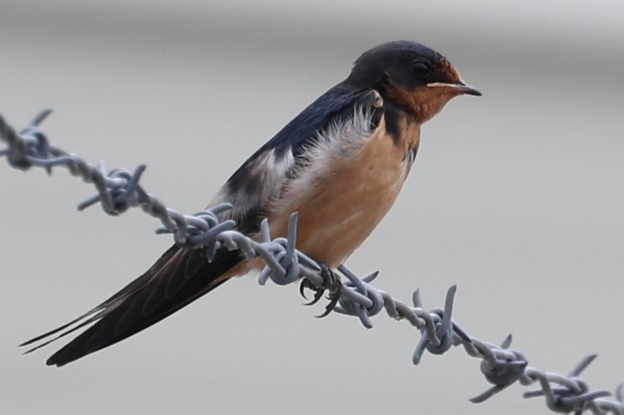 Barn Swallow - ML620112462