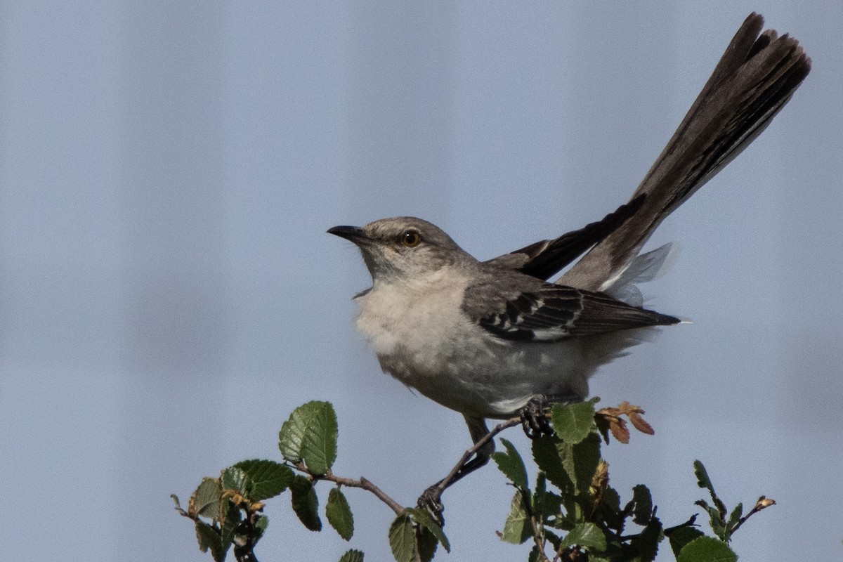 Northern Mockingbird - ML620112474