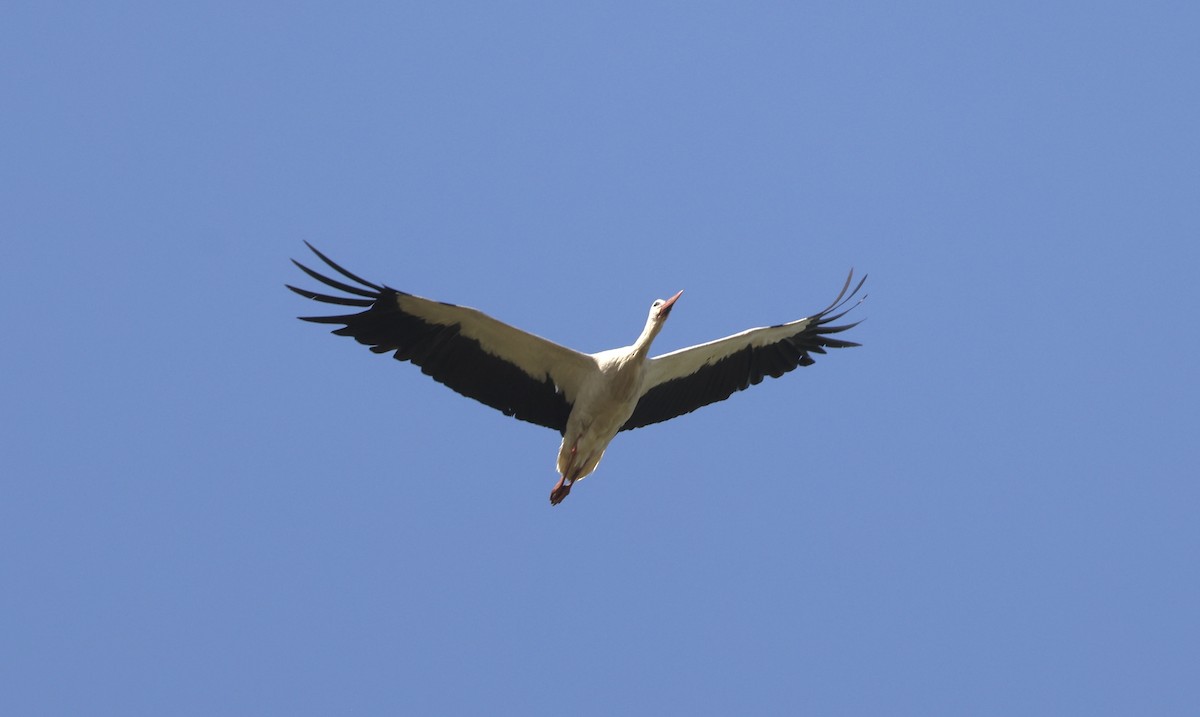 White Stork - ML620112475