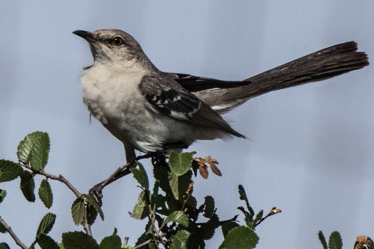 Northern Mockingbird - ML620112477