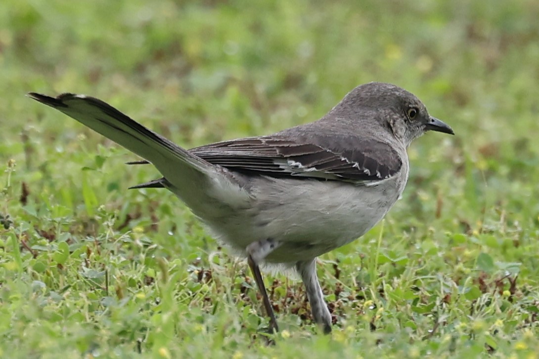 Northern Mockingbird - ML620112478