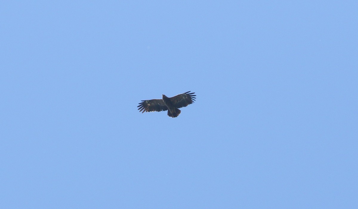 Lesser Spotted Eagle - ML620112486