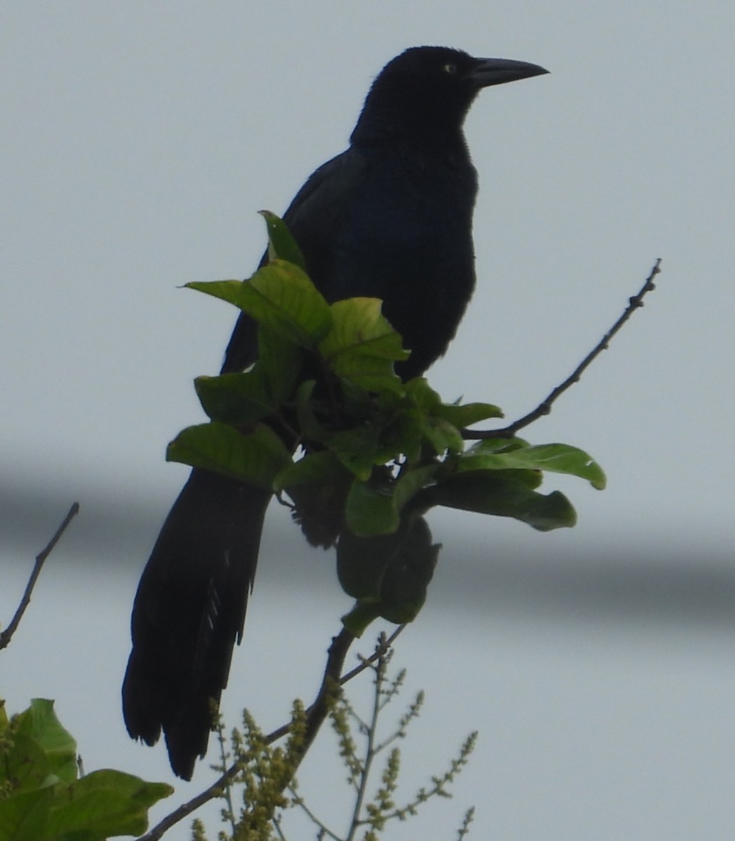 Great-tailed Grackle - ML620112493