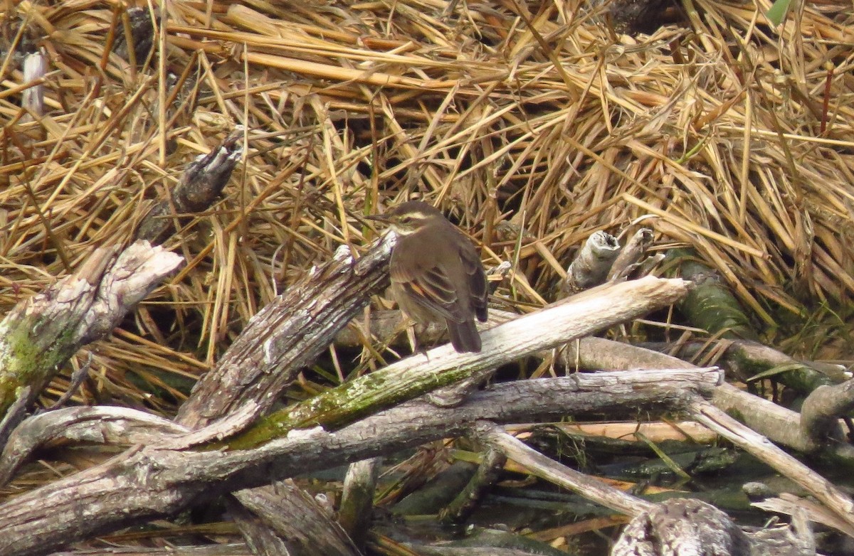 Buff-winged Cinclodes - ML620112501