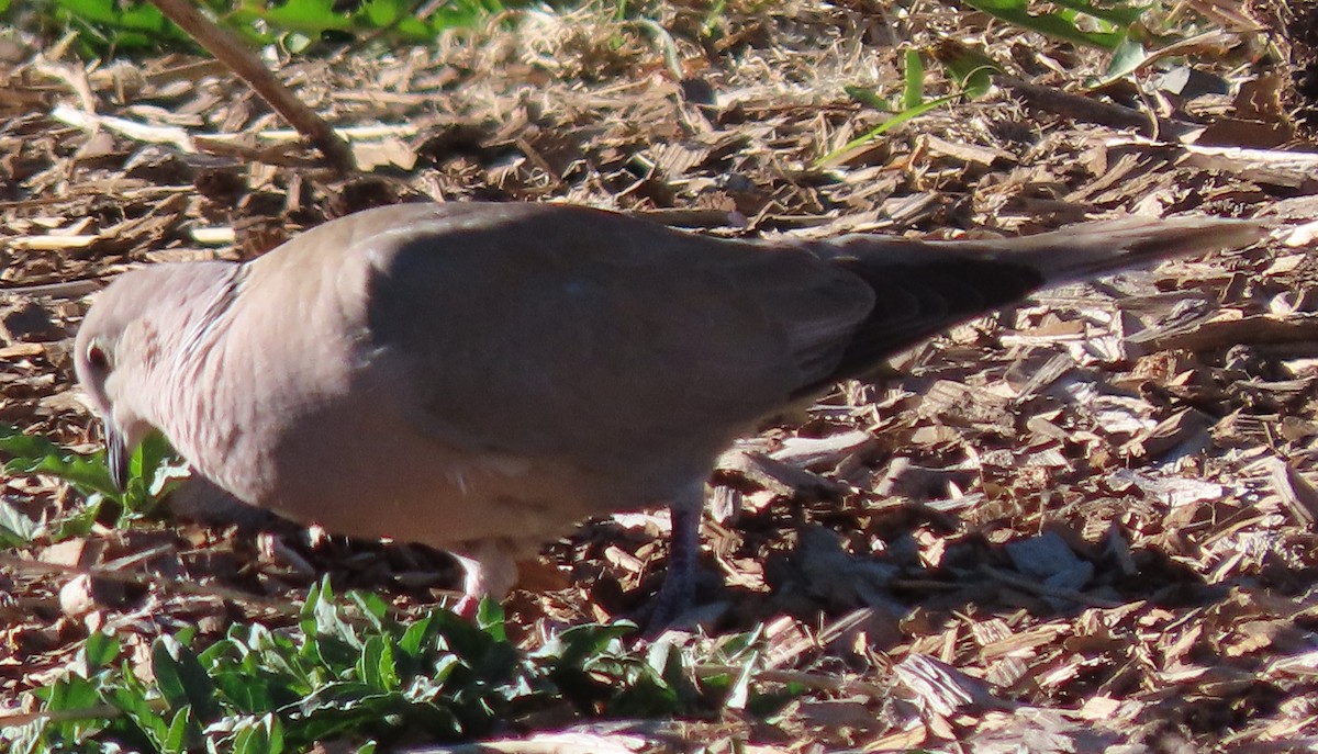 Eurasian Collared-Dove - ML620112502
