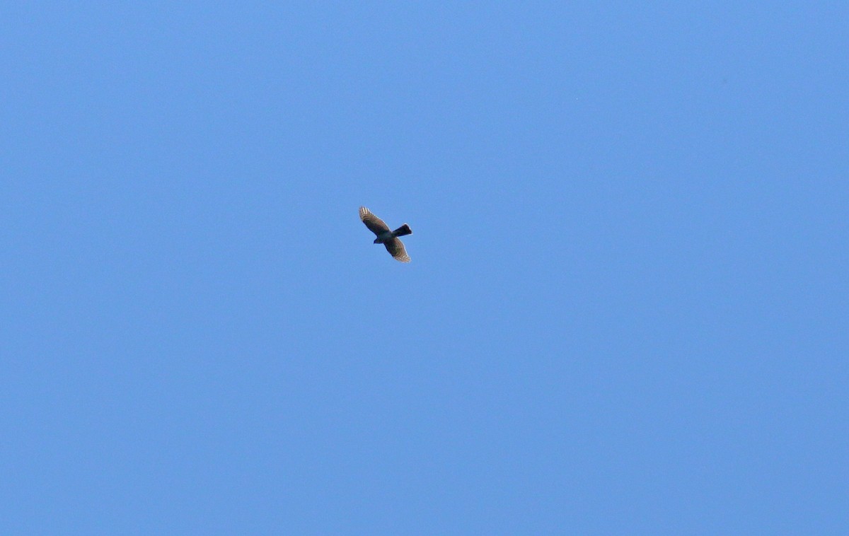 Eurasian Sparrowhawk - ML620112503
