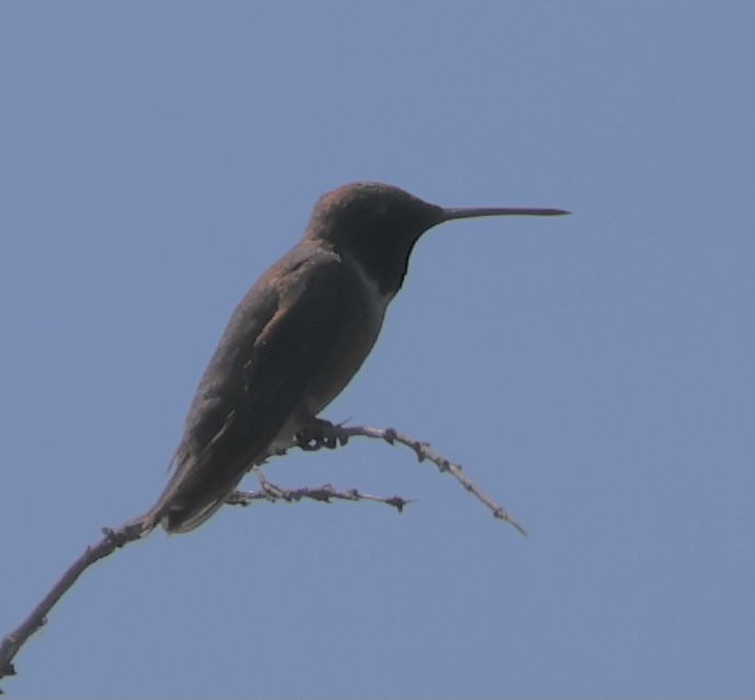 Kara Boğazlı Kolibri - ML620112507