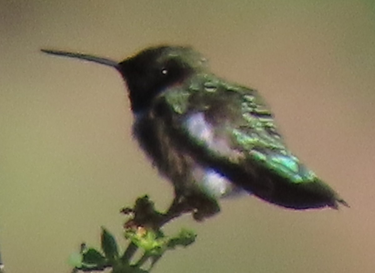 Black-chinned Hummingbird - ML620112514