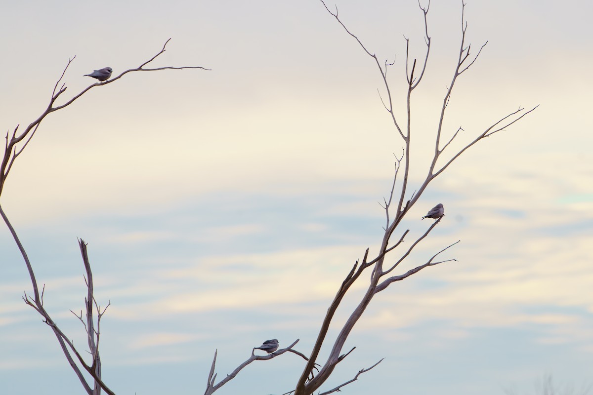 Black-faced Woodswallow - ML620112517