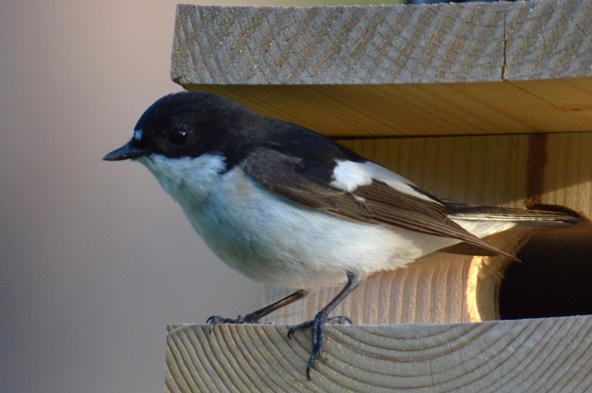 European Pied Flycatcher - ML620112519