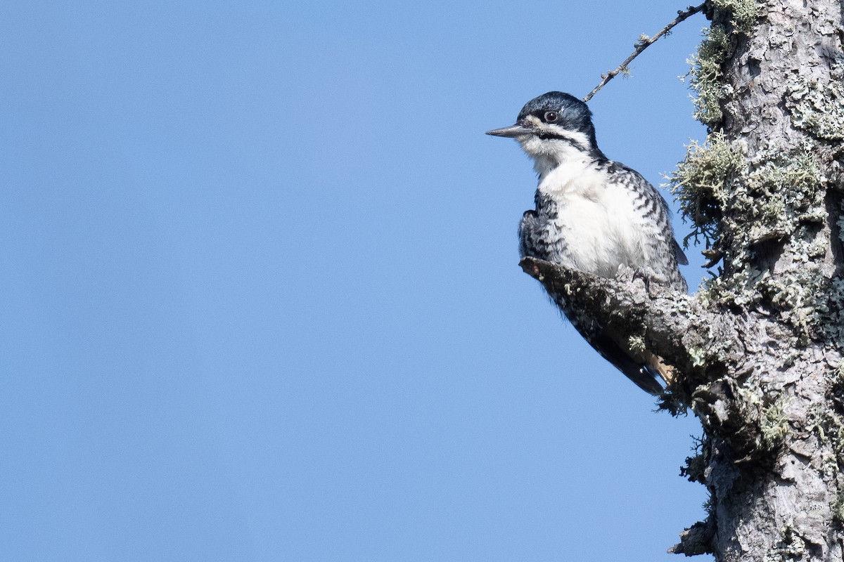 Black-backed Woodpecker - ML620112527