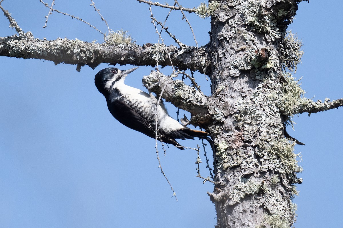 Black-backed Woodpecker - ML620112528