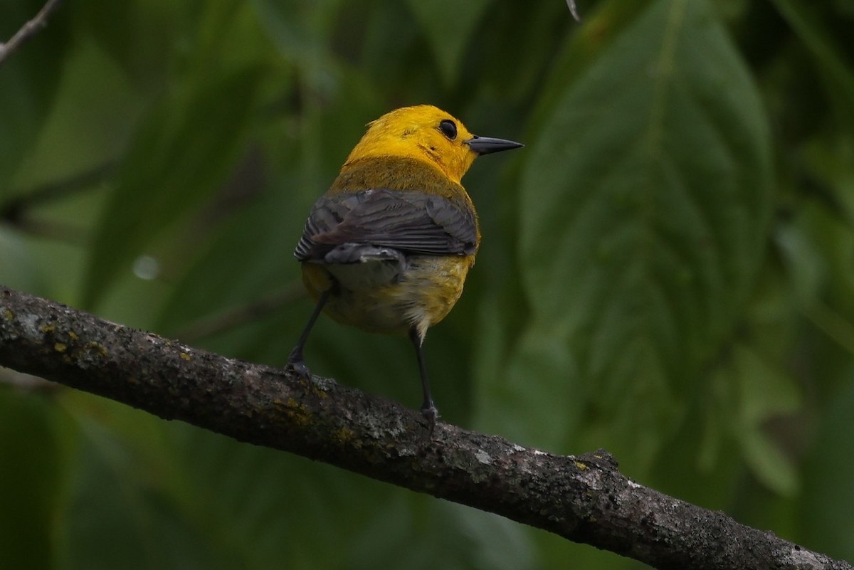 Prothonotary Warbler - ML620112537