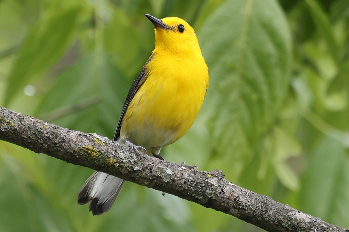 Prothonotary Warbler - ML620112539