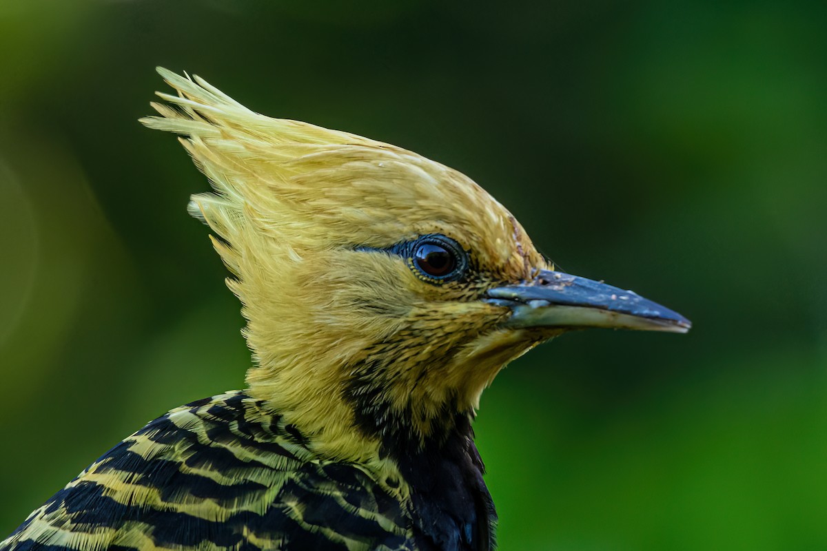 Blond-crested Woodpecker - ML620112542