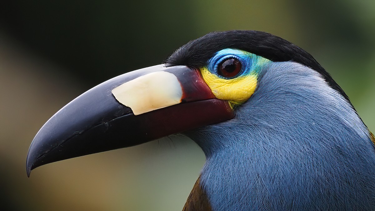 Toucan montagnard - ML620112561