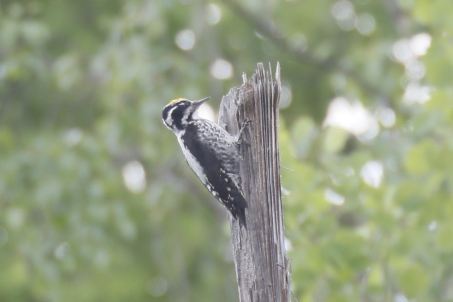 Eurasian Three-toed Woodpecker - ML620112562