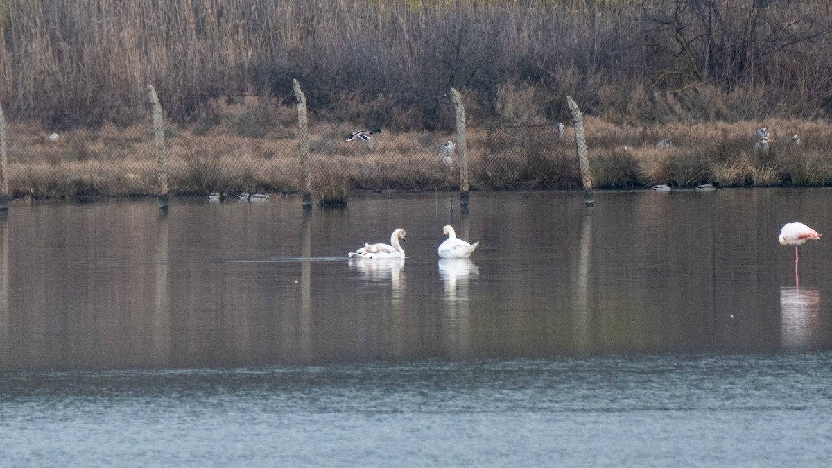 Mute Swan - ML620112564