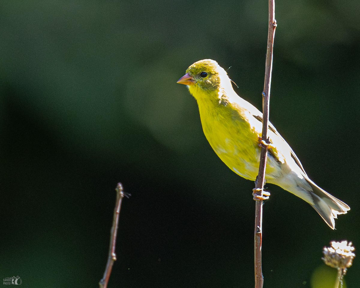 American Goldfinch - ML620112565