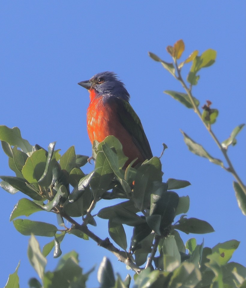 Painted Bunting - ML620112567