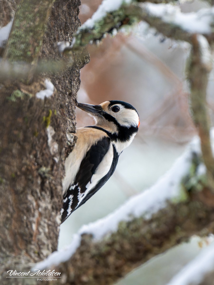 Great Spotted Woodpecker - ML620112571